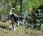 Cachorro de 3 meses y unos 11kg