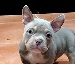 1 american Bully