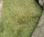 Sztucznej trawy w rolkach o średnicy 40-50 cm. Około 10 sztuk 