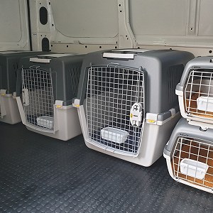 Trasporto animali domestici